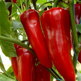 Biber Kırmızı (Kapya) Biber Kırmızı (Kapya)