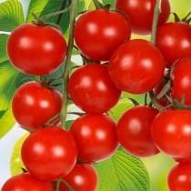 Domates Cherry